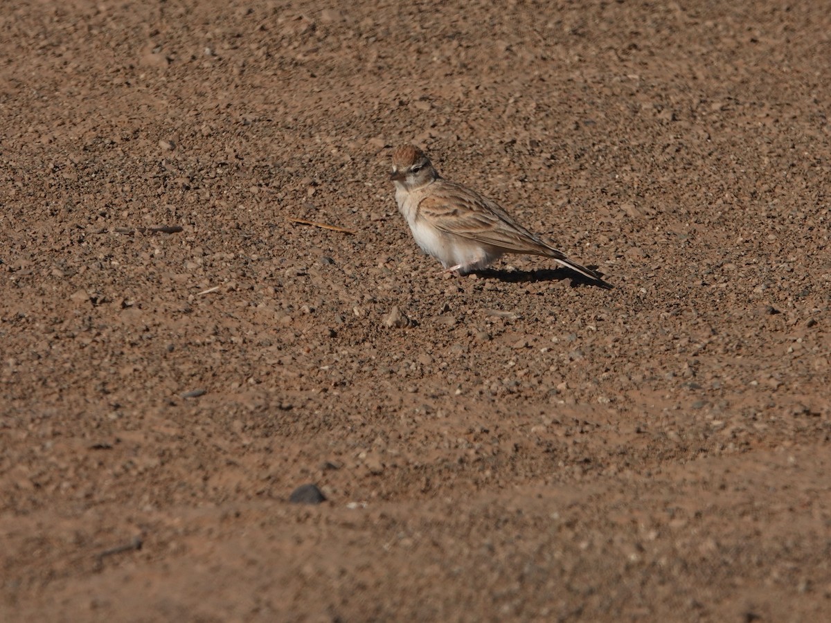 Greater Short-toed Lark - ML657376992