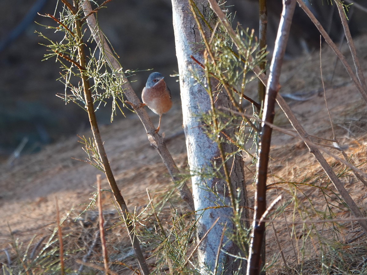 Western Subalpine Warbler - ML657377020