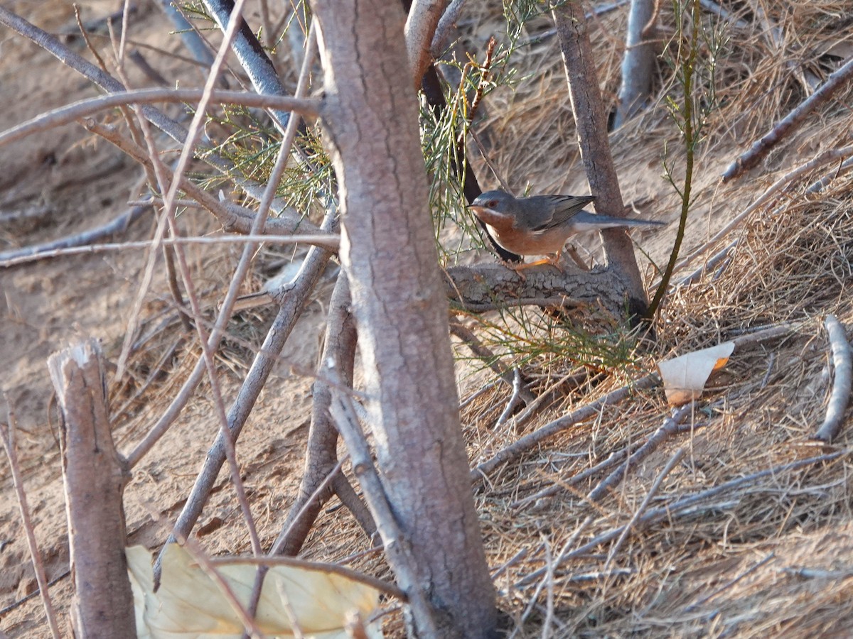 Western Subalpine Warbler - ML657377021