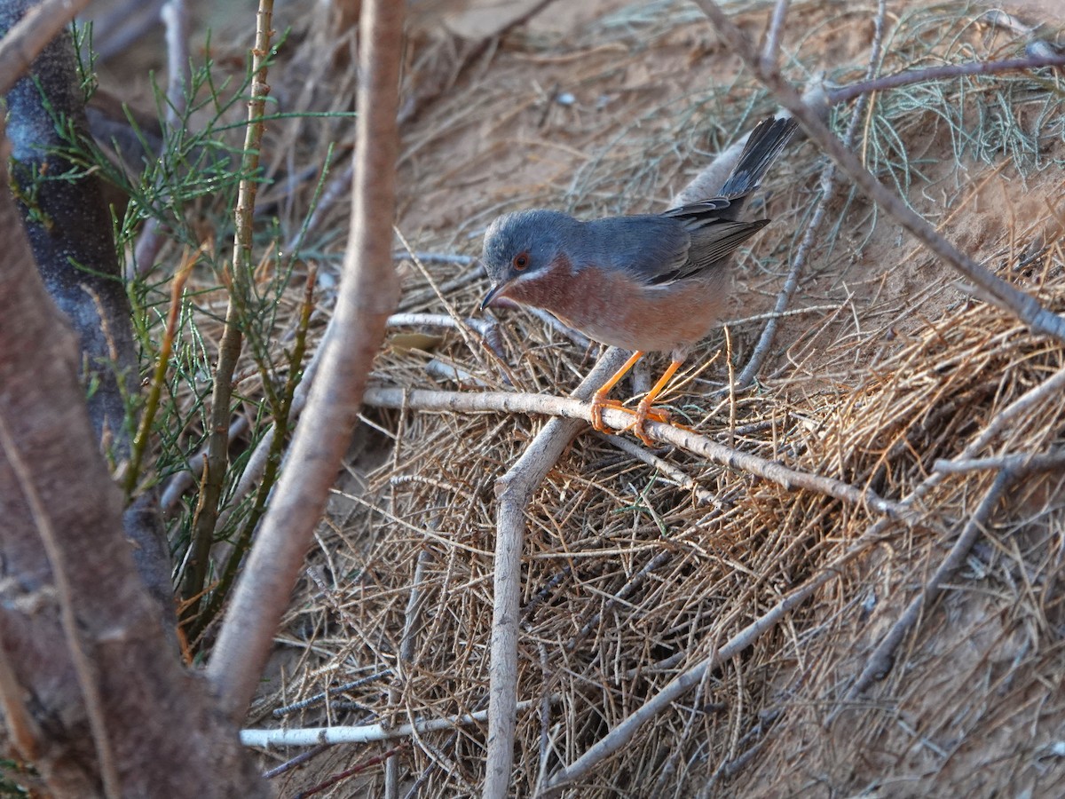 Western Subalpine Warbler - ML657377022