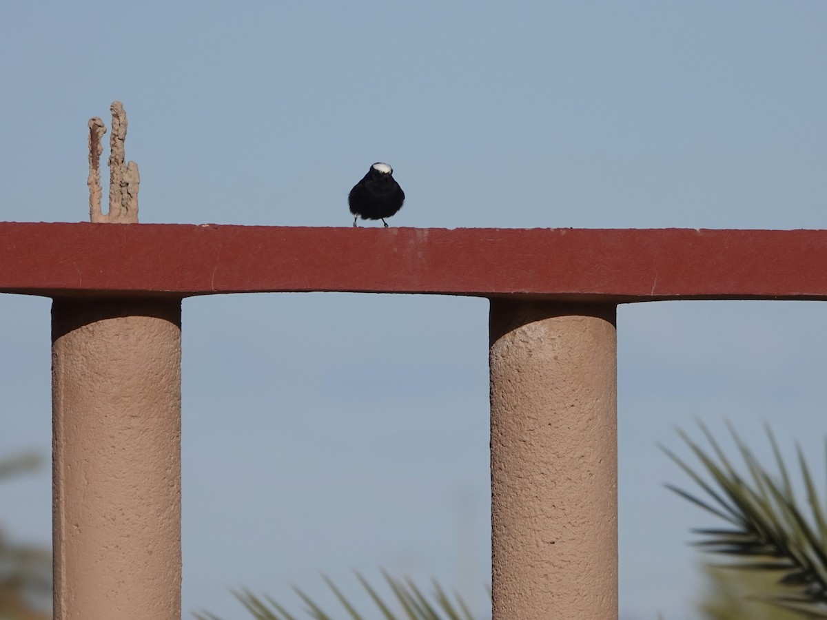 White-crowned Wheatear - ML657377053