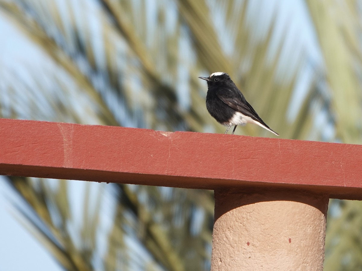 White-crowned Wheatear - ML657377054