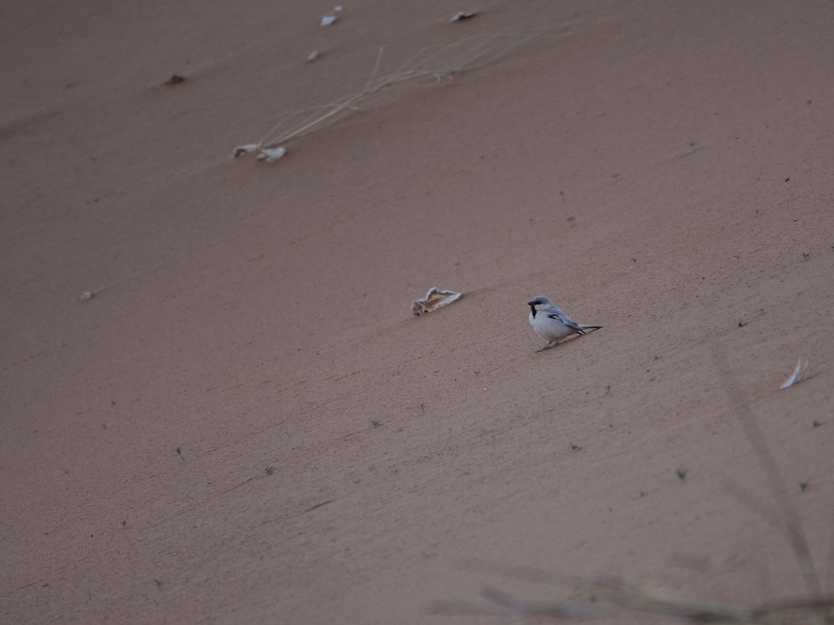 Desert Sparrow - ML657377075