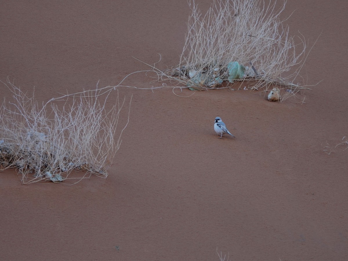 Desert Sparrow - ML657377090