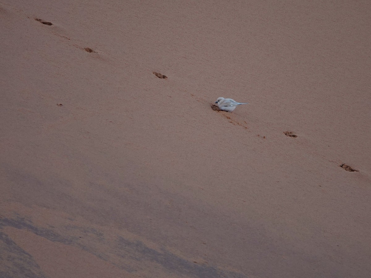 Desert Sparrow - ML657377092
