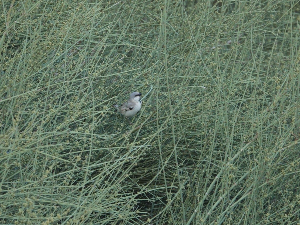 Desert Sparrow - ML657377097