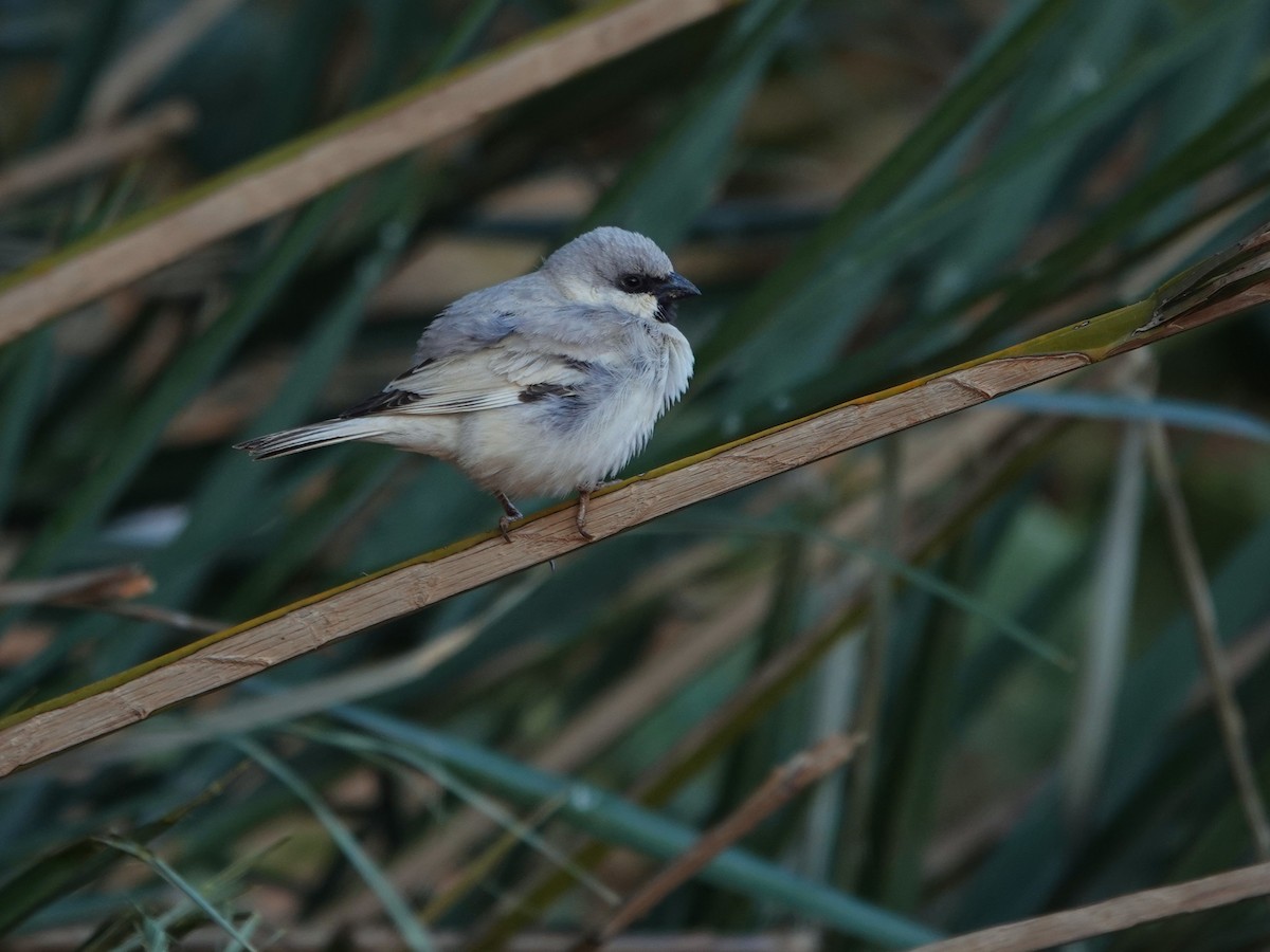 Desert Sparrow - ML657377113