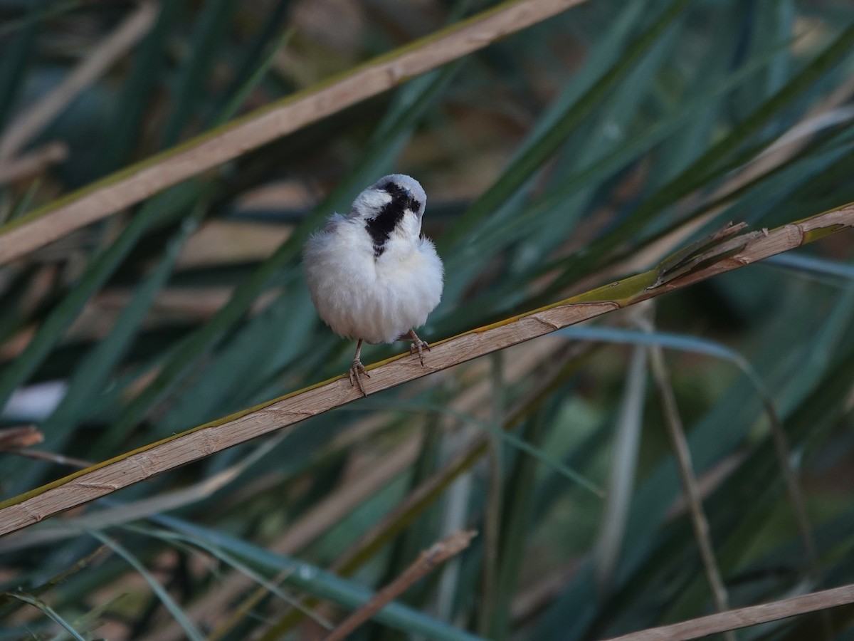 Desert Sparrow - ML657377114
