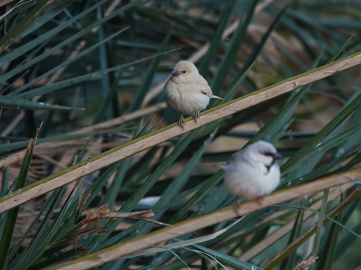 Desert Sparrow - ML657377118