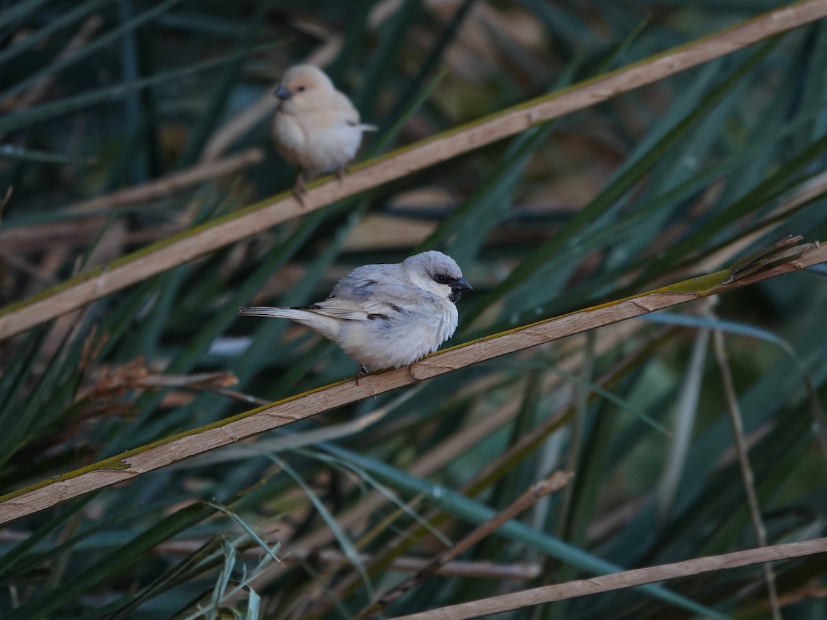 Desert Sparrow - ML657377119