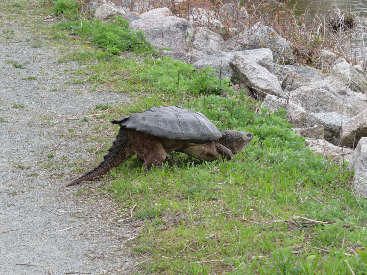 Common Snapping Turtle - ML657378497
