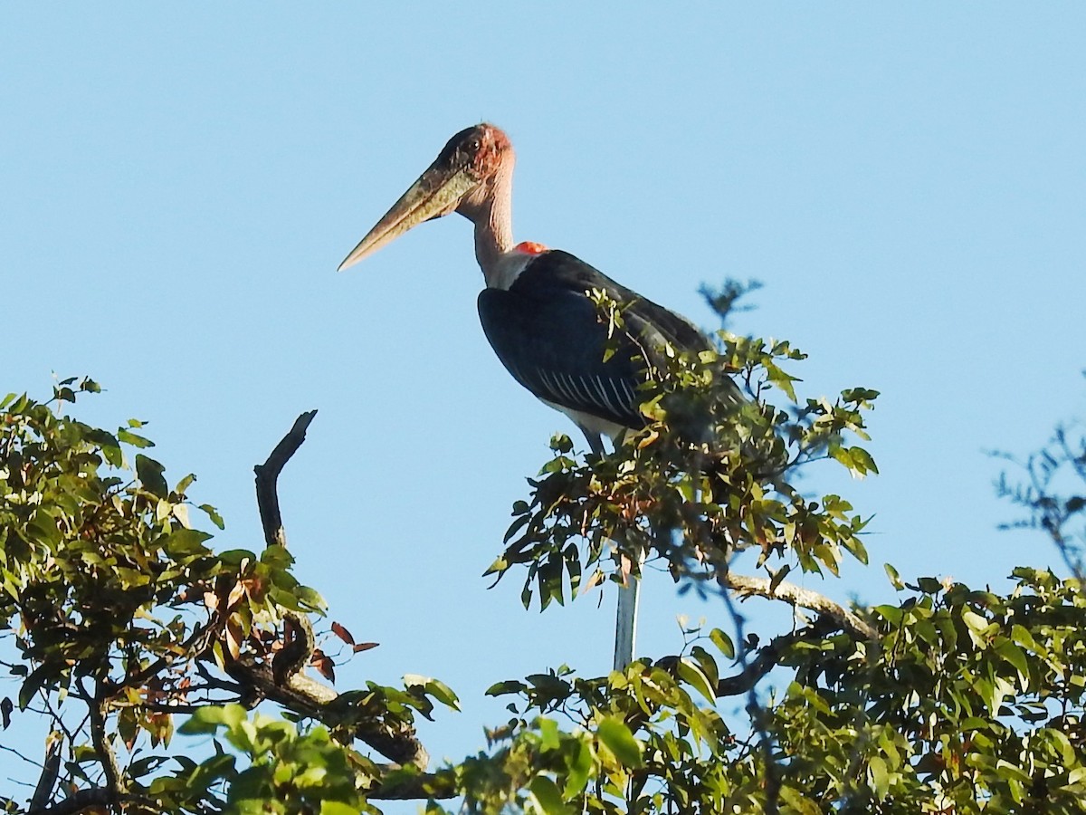 Marabou Stork - ML657378848