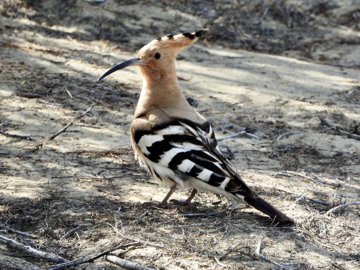 Common Hoopoe - ML657378959