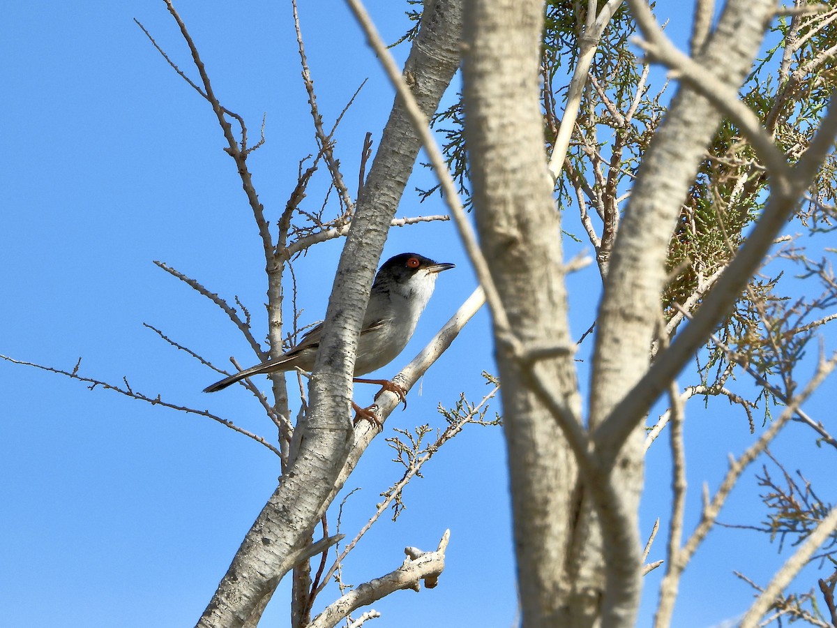 Sardinian Warbler - ML657378973