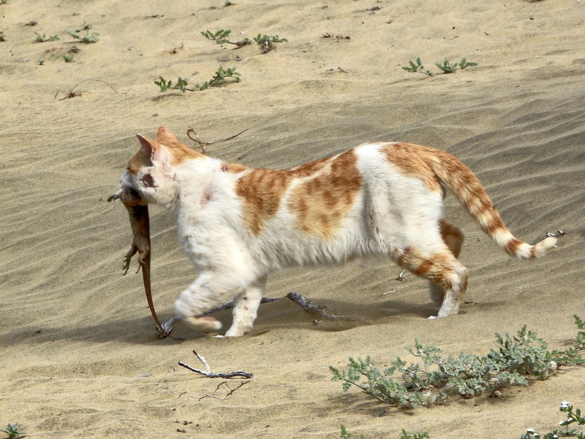 Domestic Cat - ML657378986
