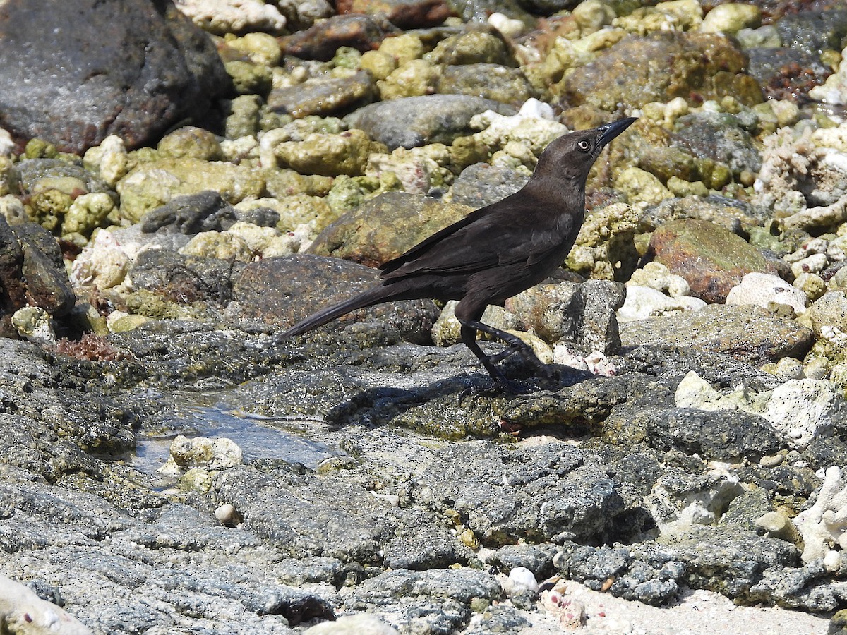 Carib Grackle - ML657379896