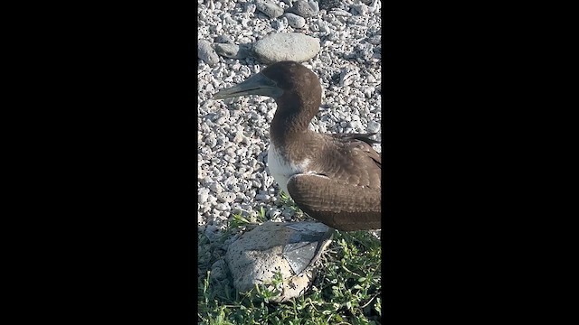 Nazka Sümsüğü - ML657380060