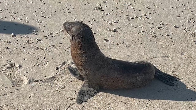 Galápagos Sea Lion - ML657380098