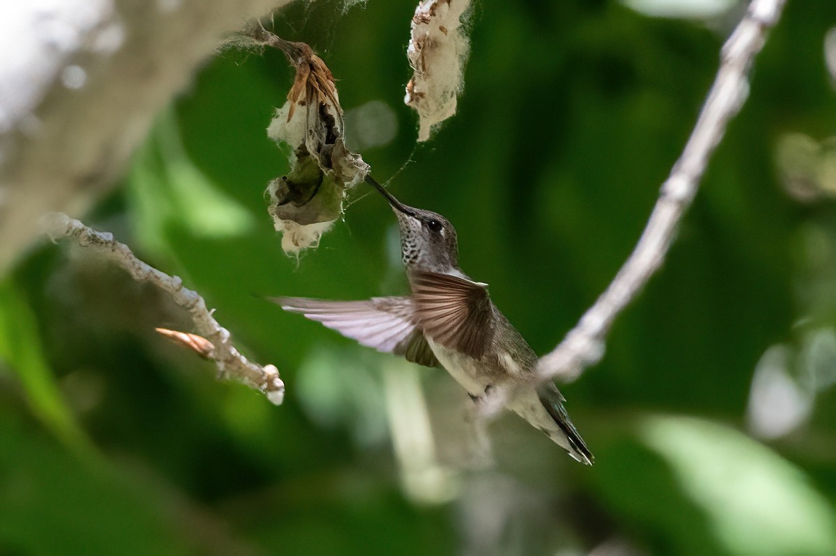 Black-chinned Hummingbird - ML657380103