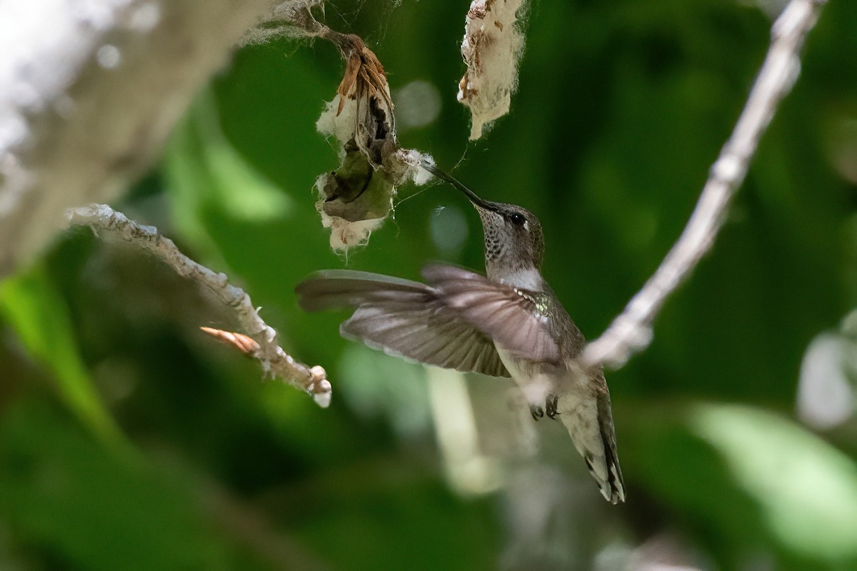 Black-chinned Hummingbird - ML657380104