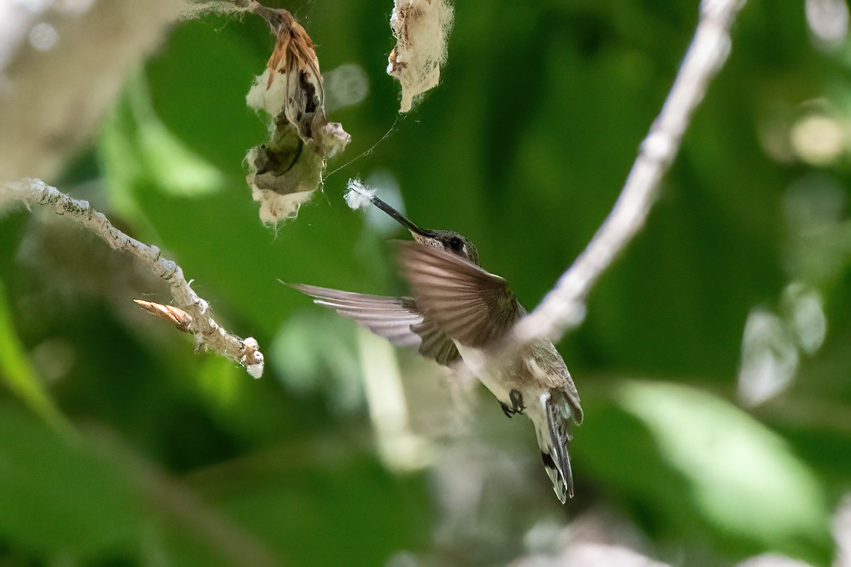 Black-chinned Hummingbird - ML657380105