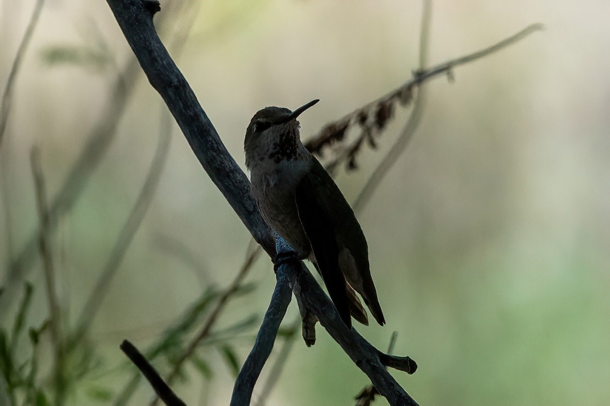 Anna's Hummingbird - ML657380128