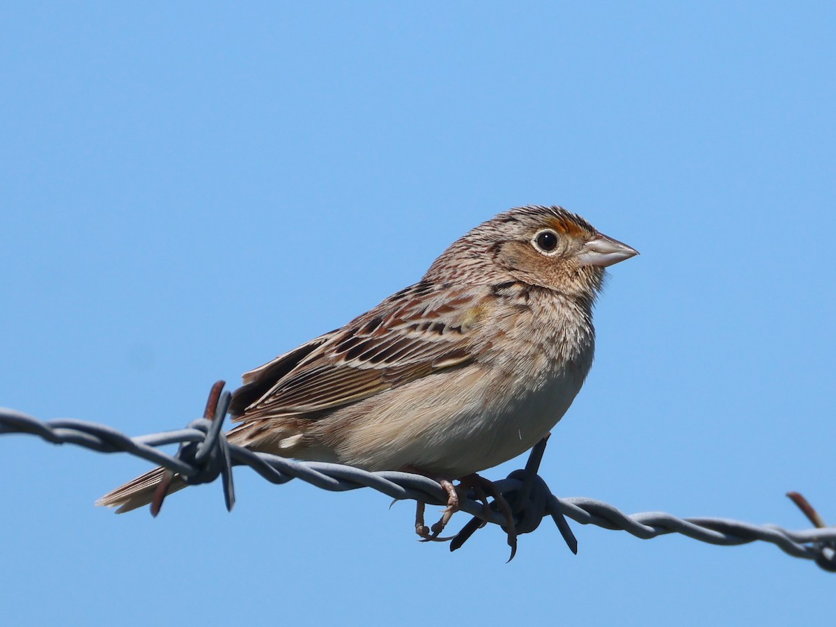 Grasshopper Sparrow - ML657380171