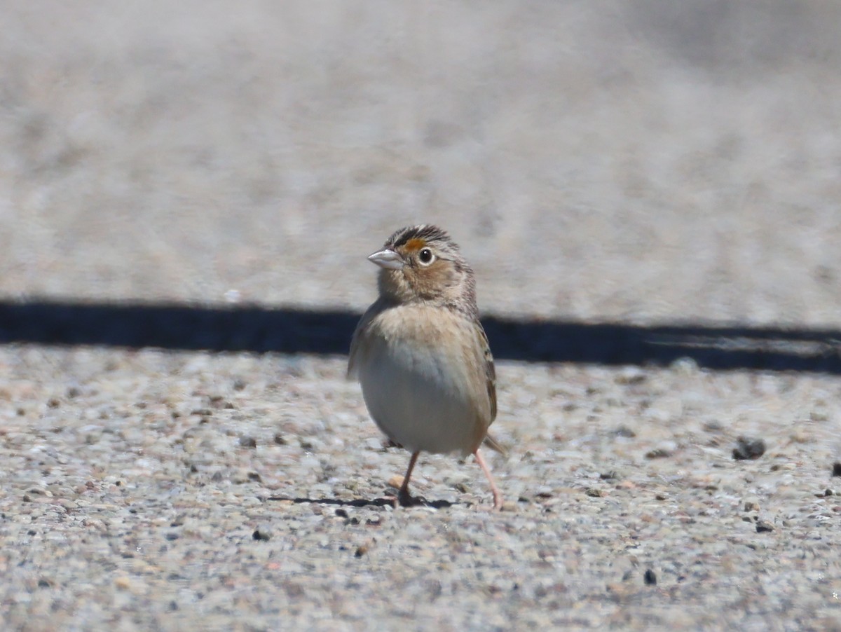 Grasshopper Sparrow - ML657380172