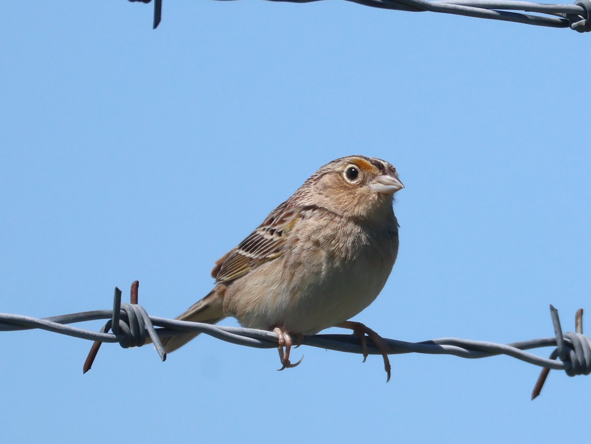 Grasshopper Sparrow - ML657380173
