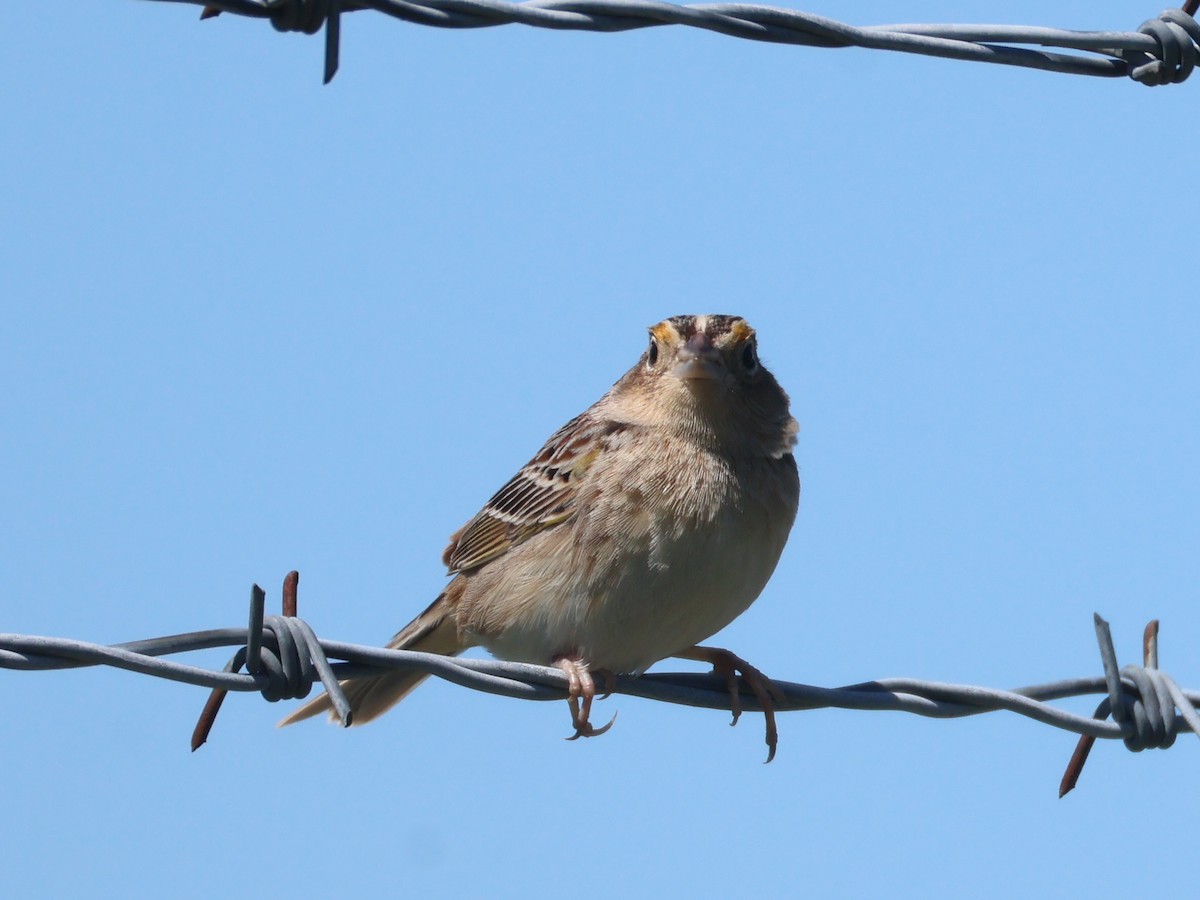 Grasshopper Sparrow - ML657380174