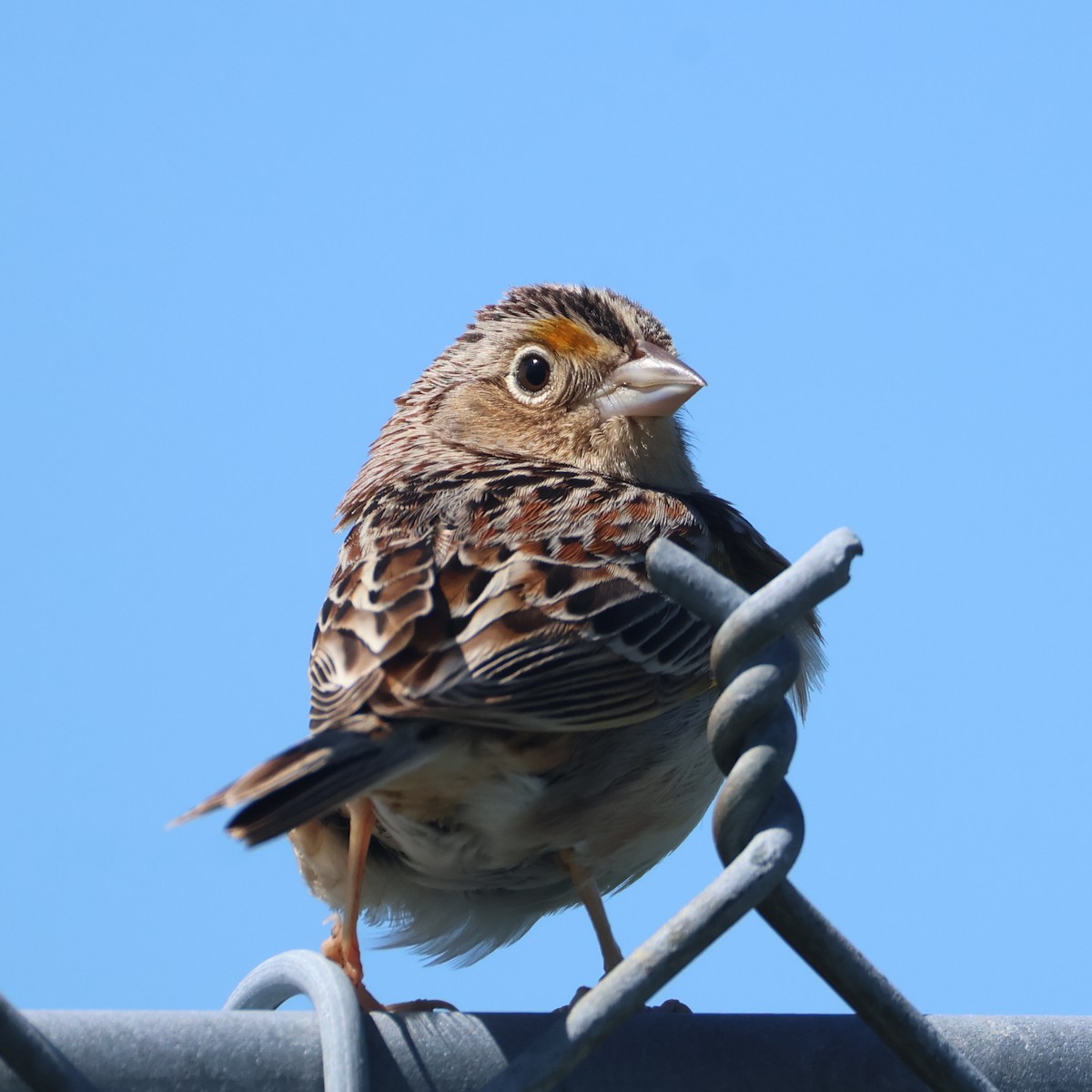 Grasshopper Sparrow - ML657380175