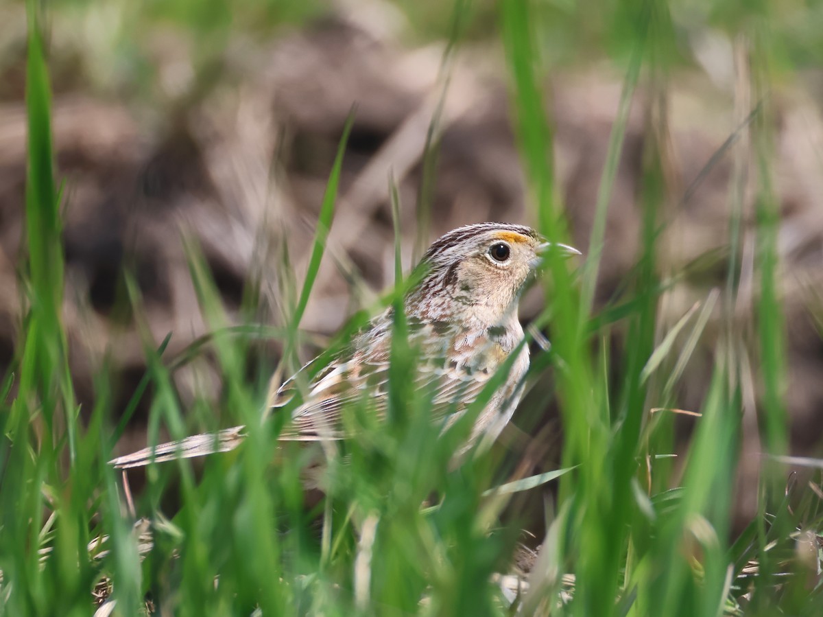 Grasshopper Sparrow - ML657380176