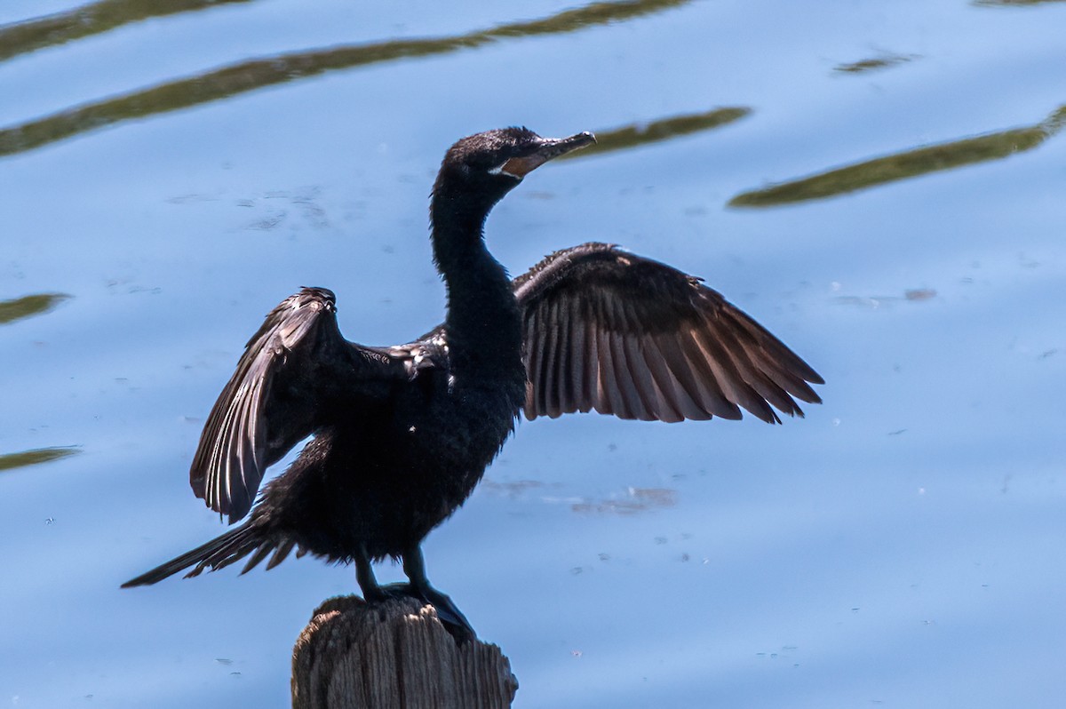 Neotropic Cormorant - ML657380183