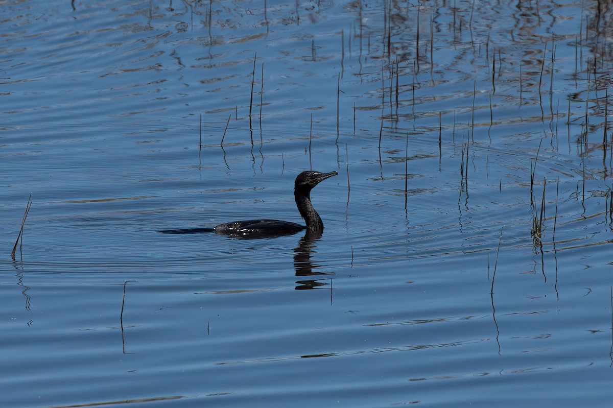 Neotropic Cormorant - ML657380184