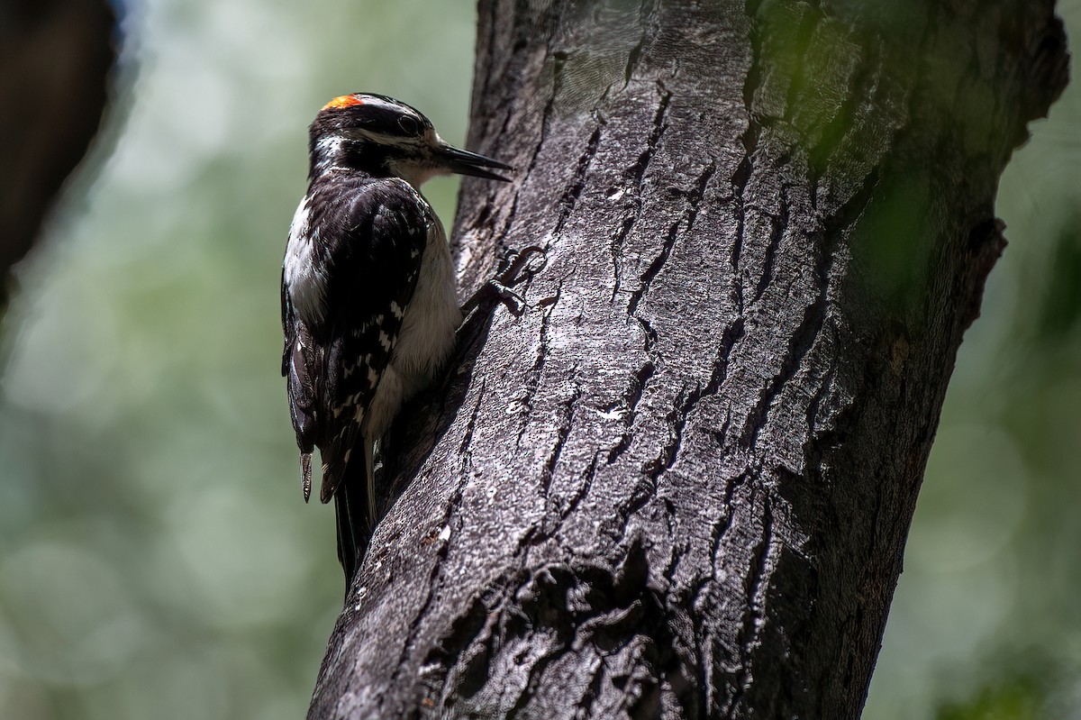 Hairy Woodpecker - ML657380212