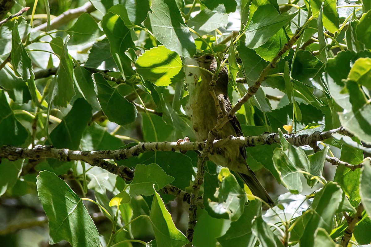 Lesser Goldfinch - ML657380236