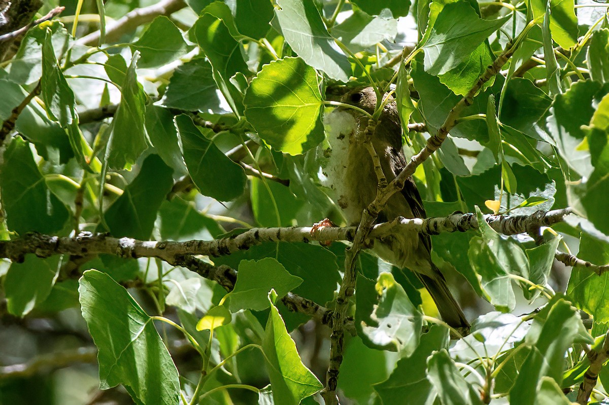 Lesser Goldfinch - ML657380237