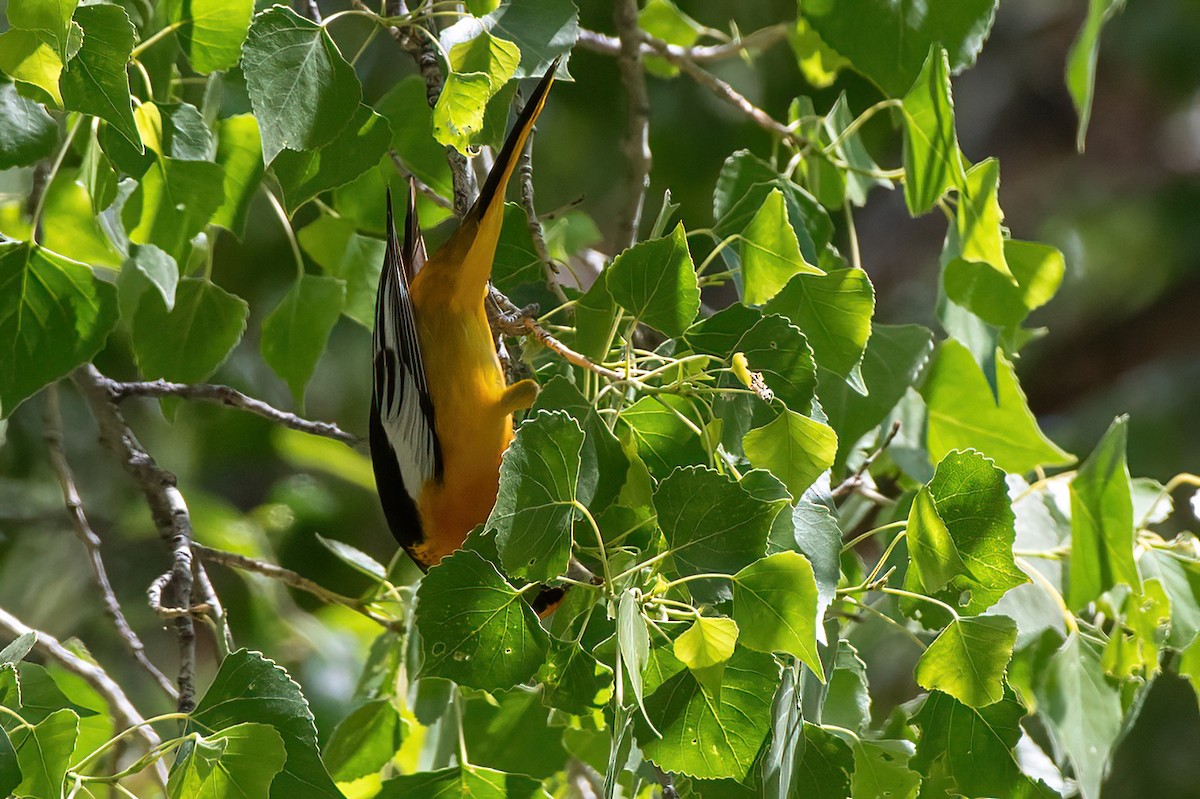 Bullock's Oriole - ML657380255