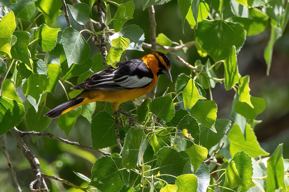 Bullock's Oriole - ML657380256