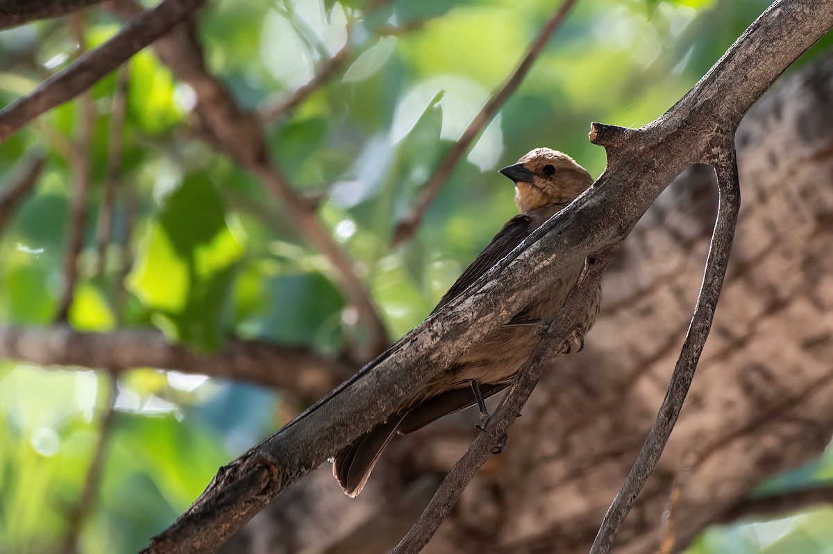 Brown-headed Cowbird - ML657380316