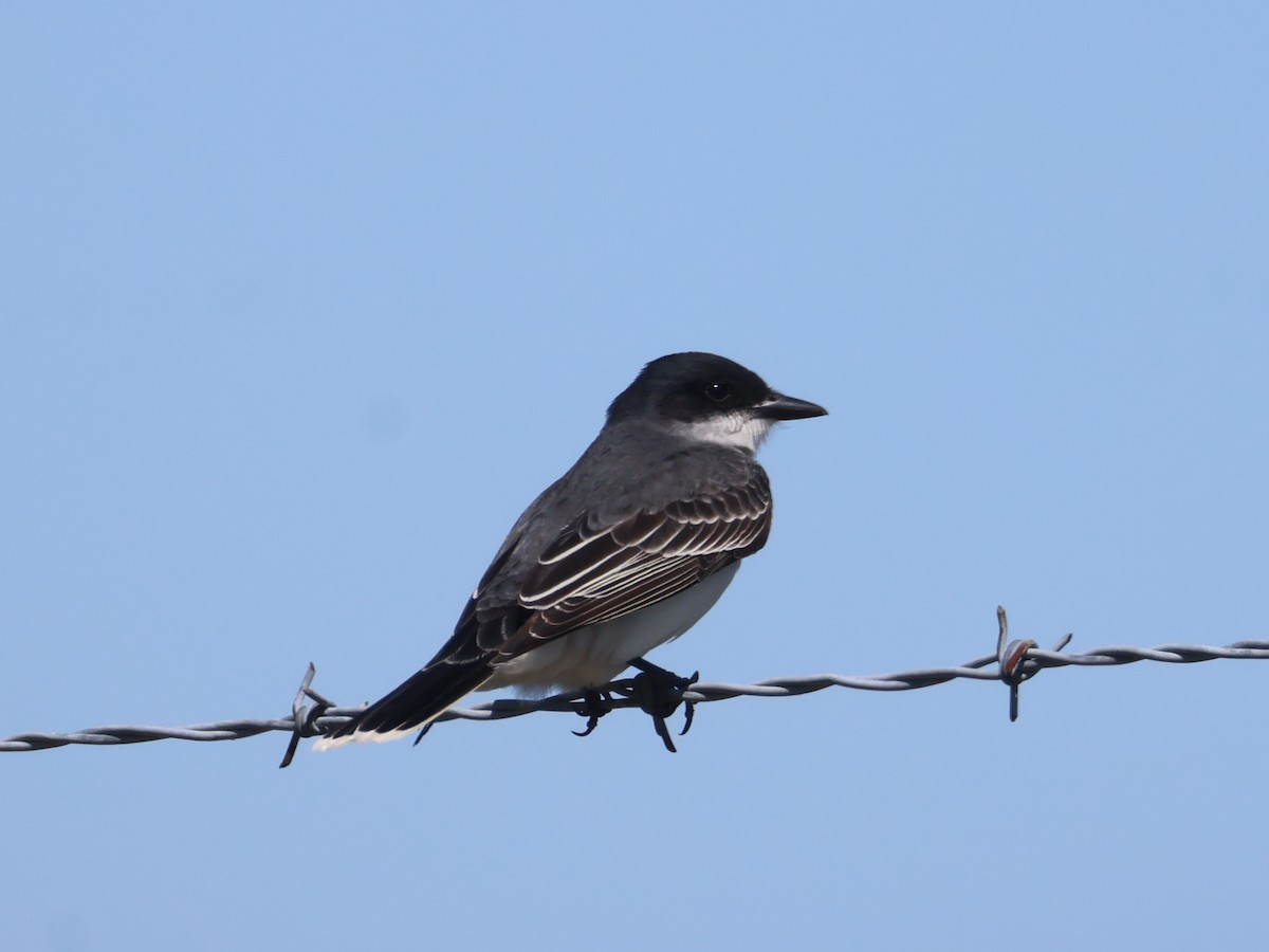 Eastern Kingbird - ML657380323