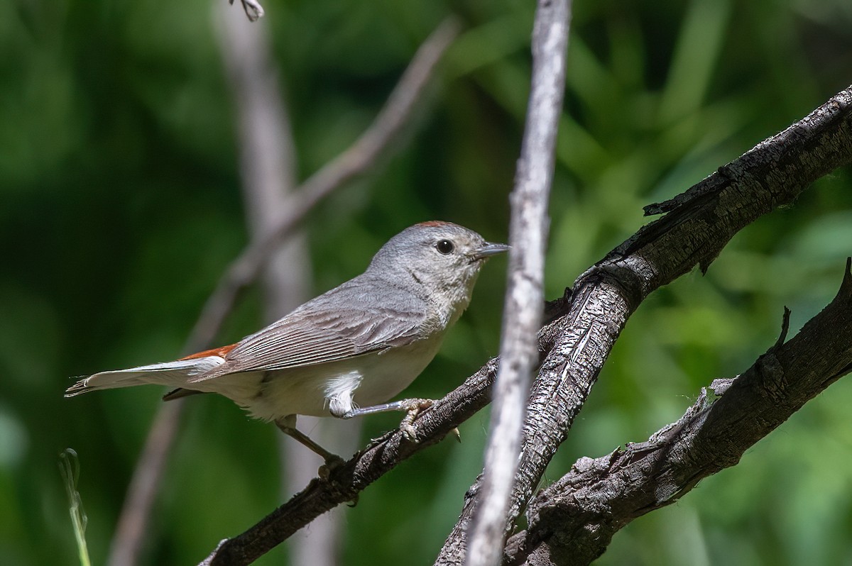Lucy's Warbler - ML657380332