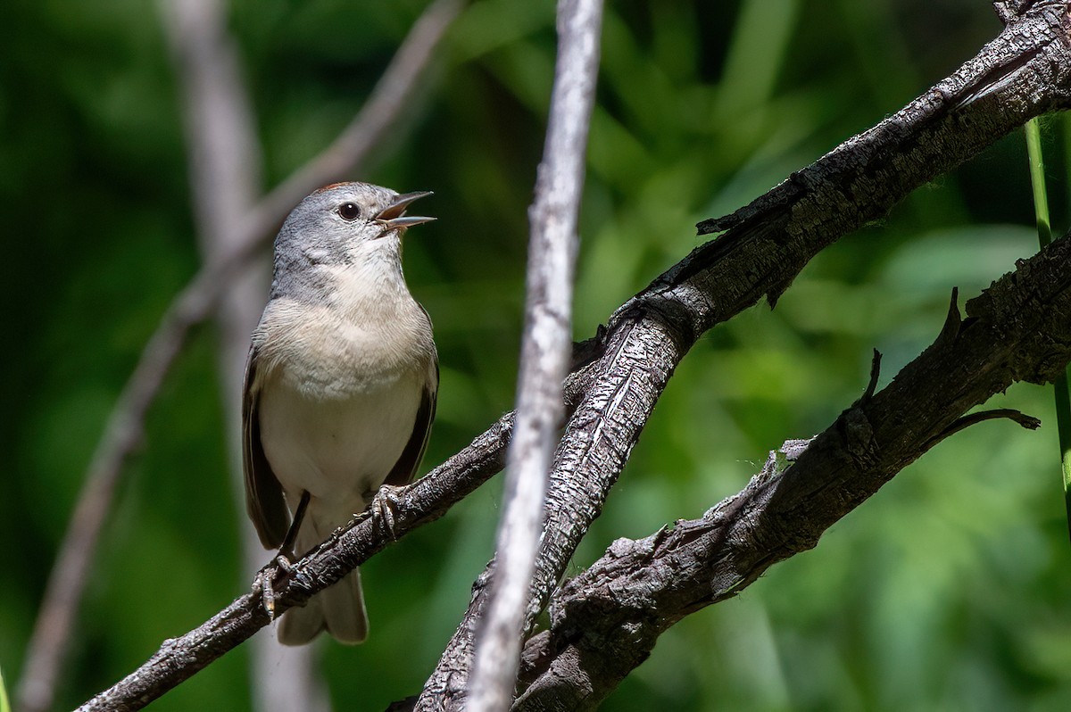 Lucy's Warbler - ML657380333
