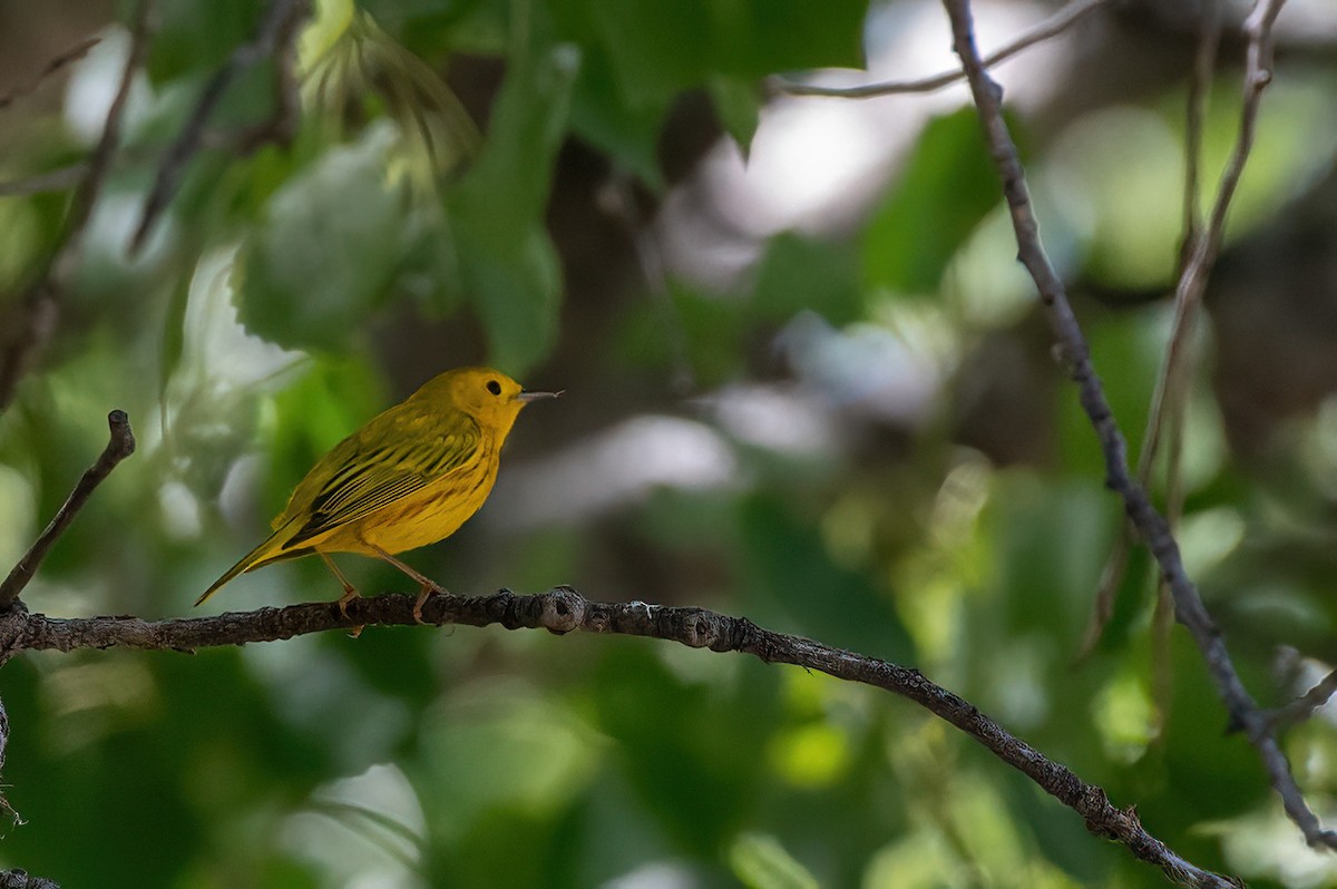Northern Yellow Warbler - ML657380352
