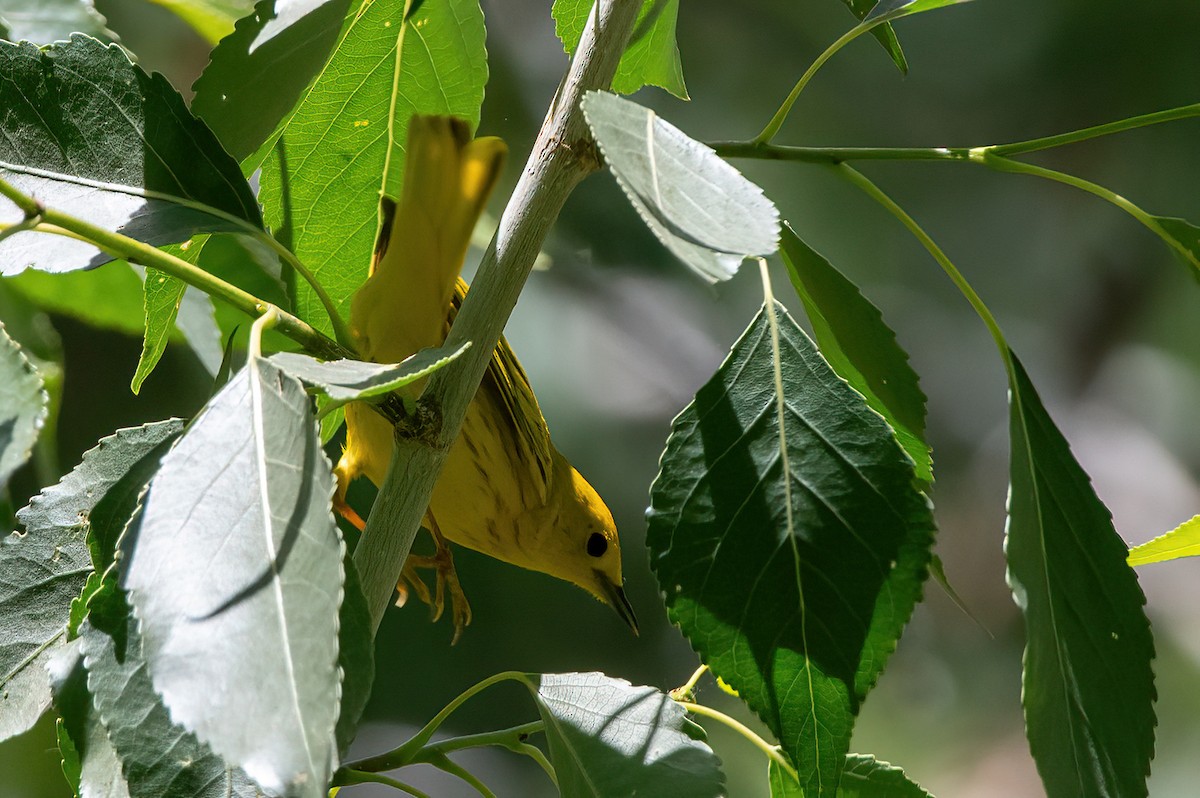 Northern Yellow Warbler - ML657380353