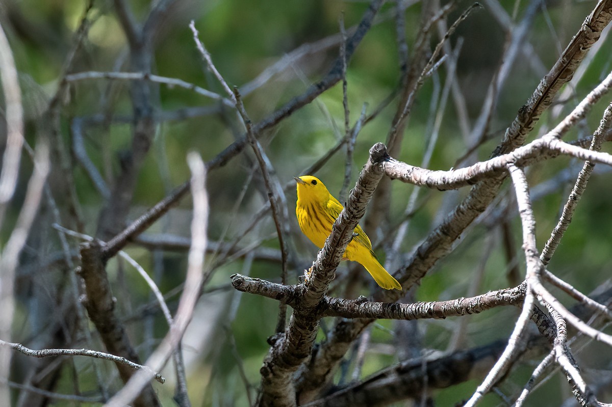 Northern Yellow Warbler - ML657380354