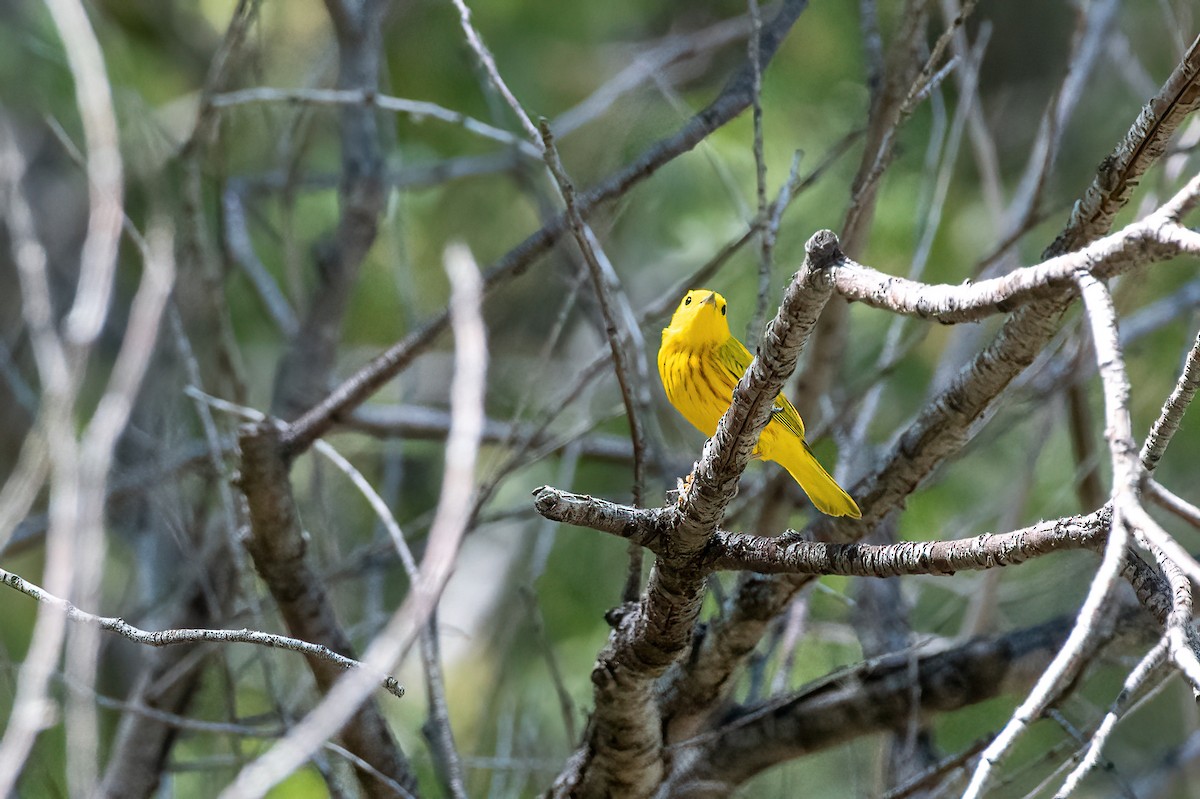 Northern Yellow Warbler - ML657380355