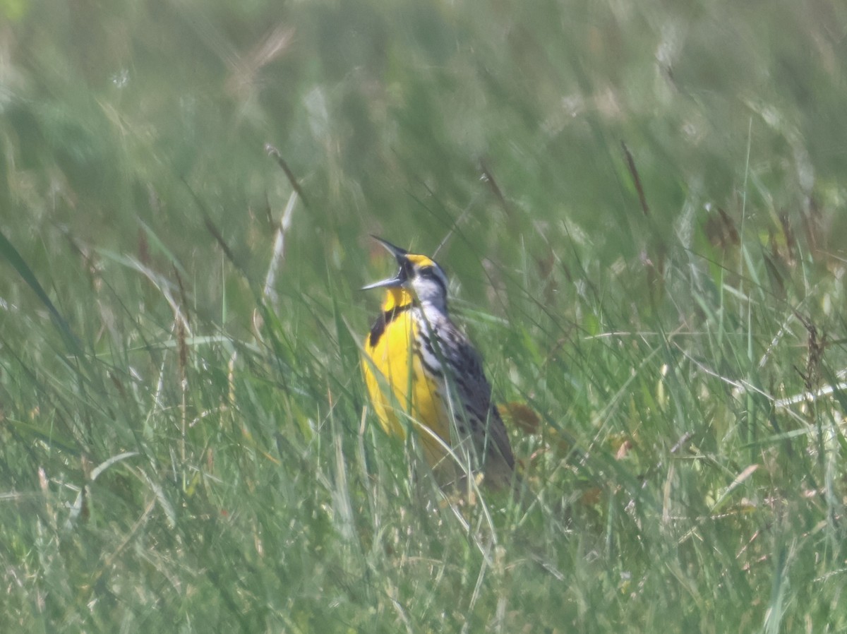 Eastern Meadowlark (Eastern) - ML657380390