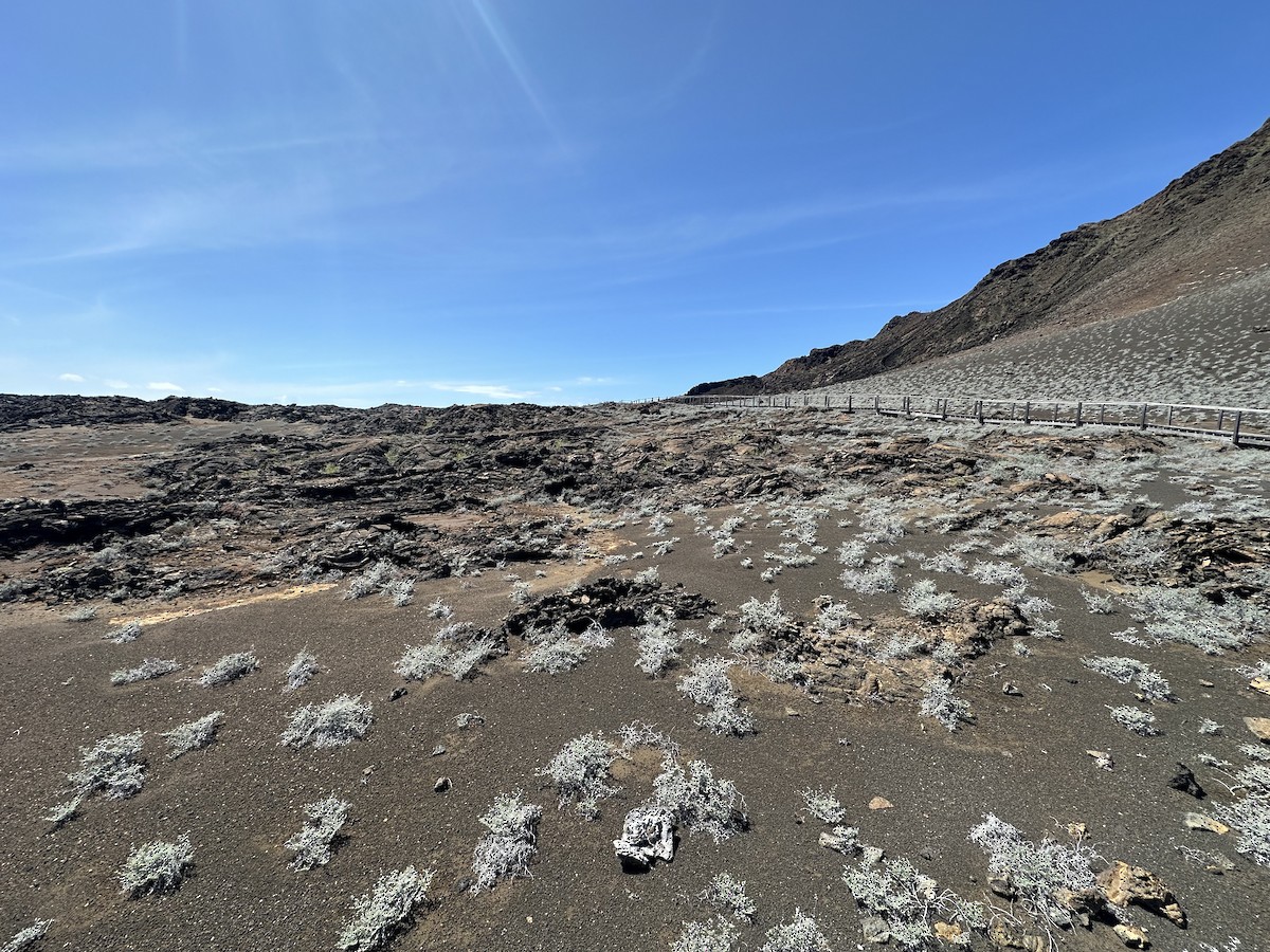 null - ML657380427