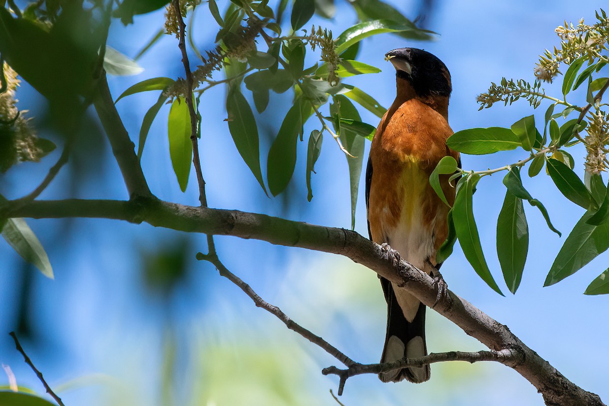 Black-headed Grosbeak - ML657380435